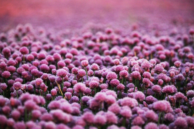 Profilbild von Dr. Krishna Moorthi